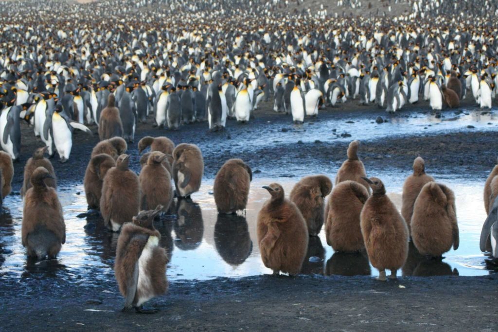 baby-king-penguins-antarctica
