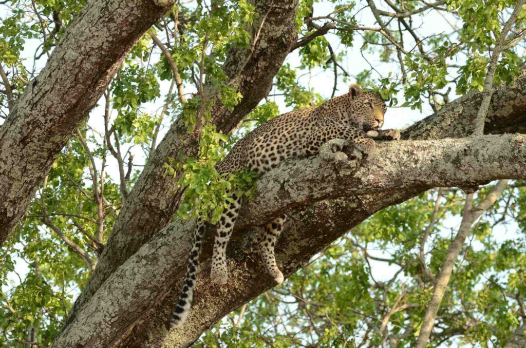 leopard-south-africa