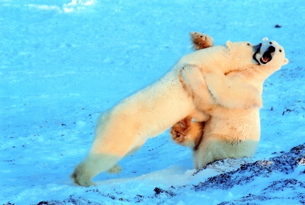 polar-bears-manitoba