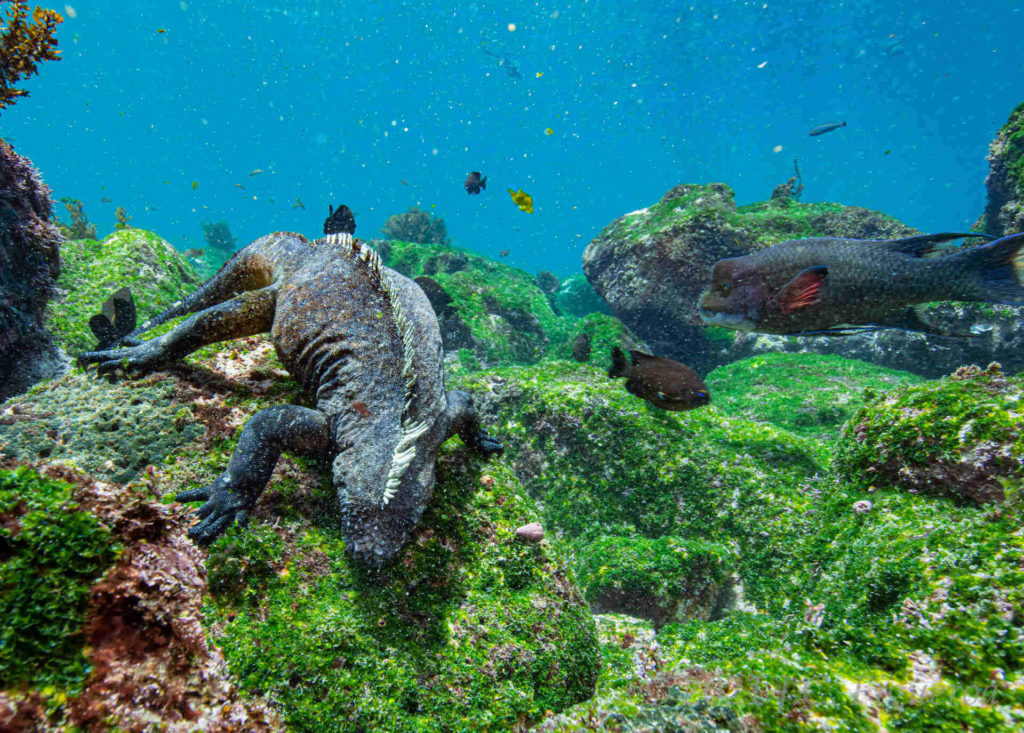 galapagos-iguana-underwater