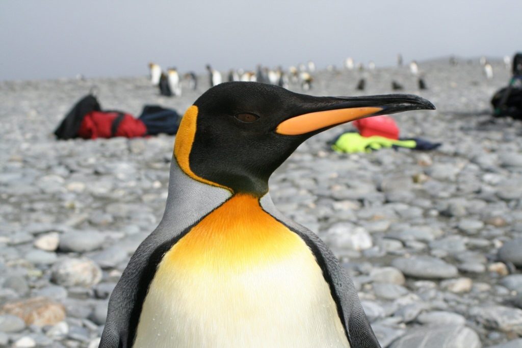 king-penguin-antarctica